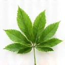 Natural Ingredients Icon